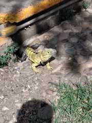 Ctenosaura pectinata