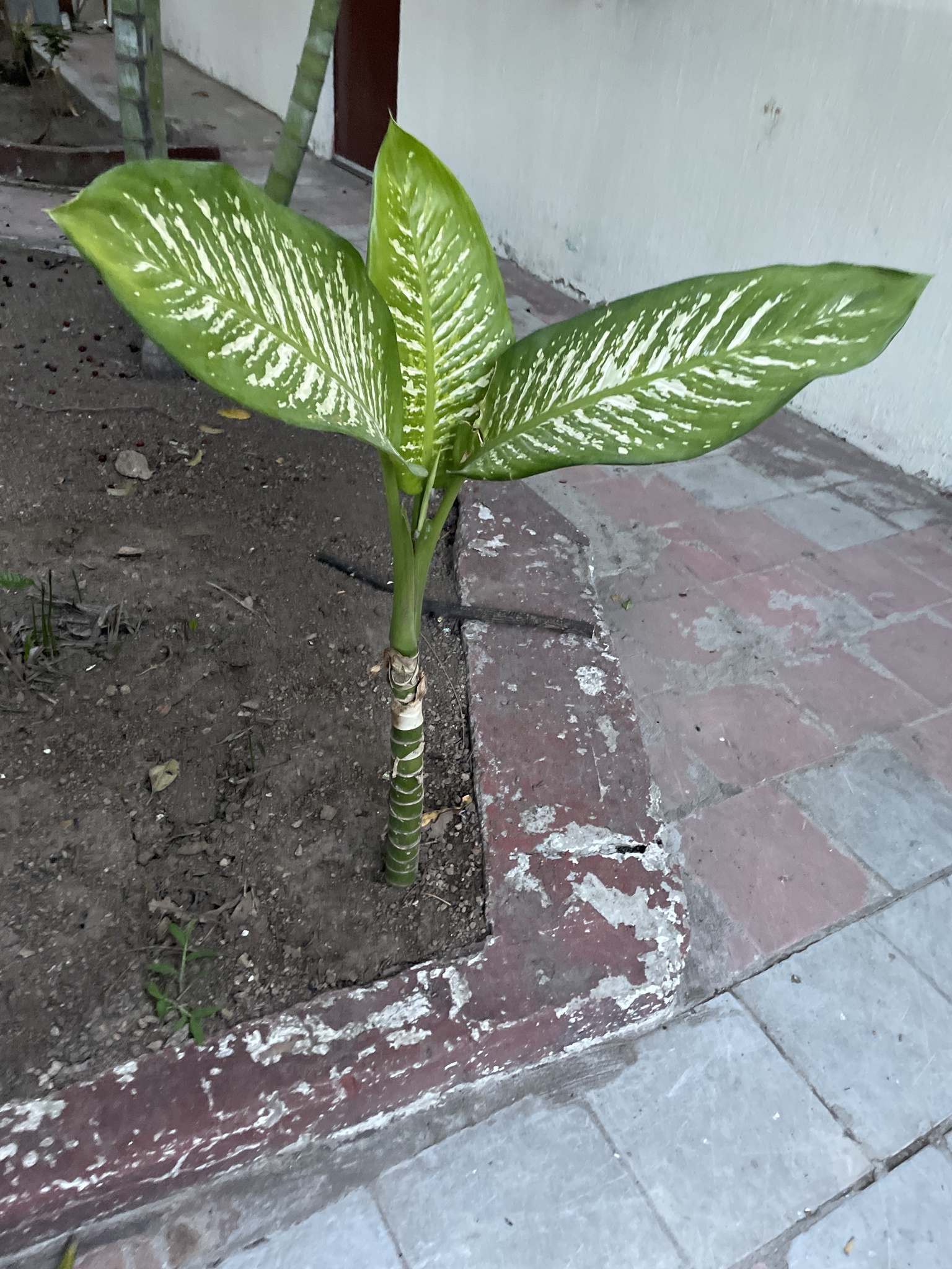 Imagem de Comigo-ninguém-pode