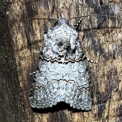 Sympistis perscripta