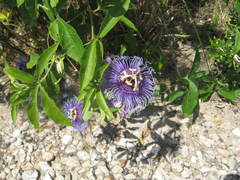 Passiflora