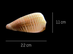 Conidae