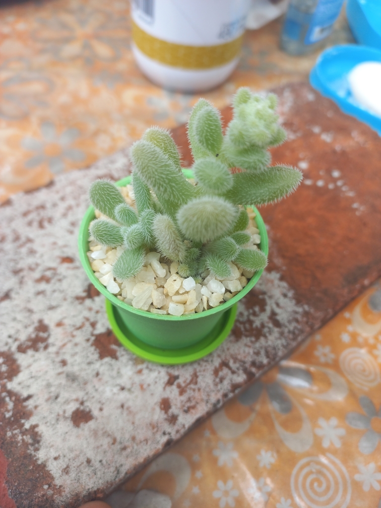 Crassula lanuginosa 2