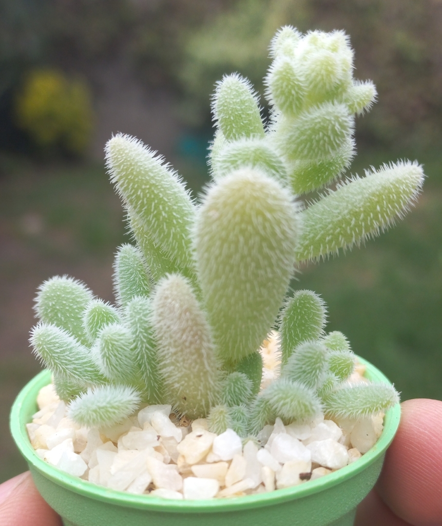 Crassula lanuginosa