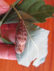 Protogoniomorpha parhassus
