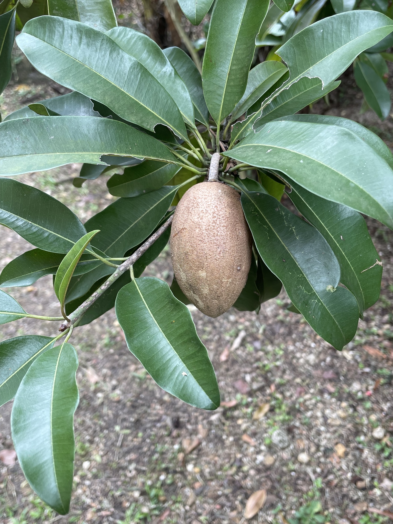 Imagem de Sapoti