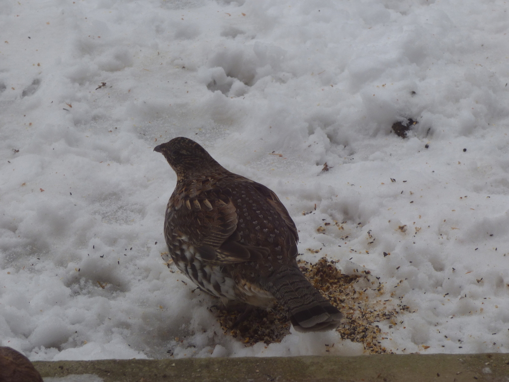 Ruffed Grouse In January 2024 By Mhalsted Morning Snack At The Front   Large 