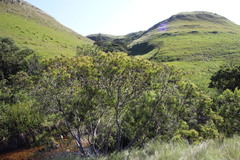 Leucadendron pondoense