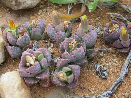 Stomatium difforme