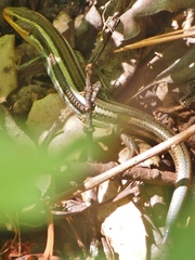 Plestiodon skiltonianus skiltonianus