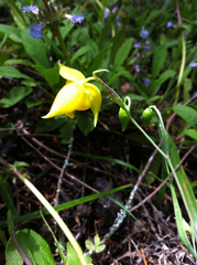 Calochortus amabilis