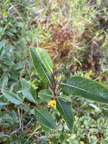 Salix saxatilis, photograph 2