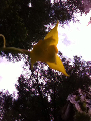 Calochortus amabilis