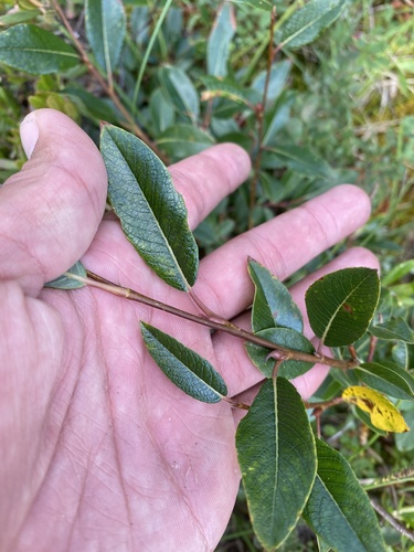 Salix saxatilis, photograph 3