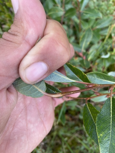 Salix saxatilis, photograph 4