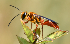 Sphex jamaicensis