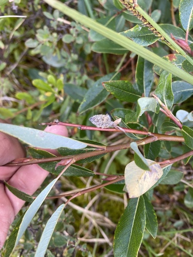 Salix saxatilis, photograph 5