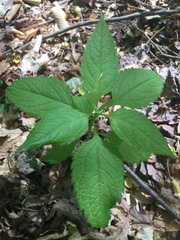 Ligusticum canadense
