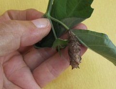 Protogoniomorpha parhassus