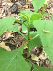 Ligusticum canadense