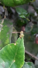 Maiana callida