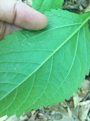 Ligusticum canadense