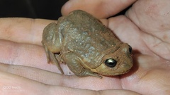 Chinese Narrowmouth Toad photo 1