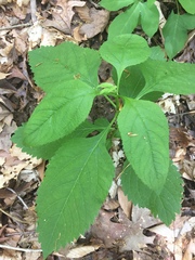 Ligusticum canadense