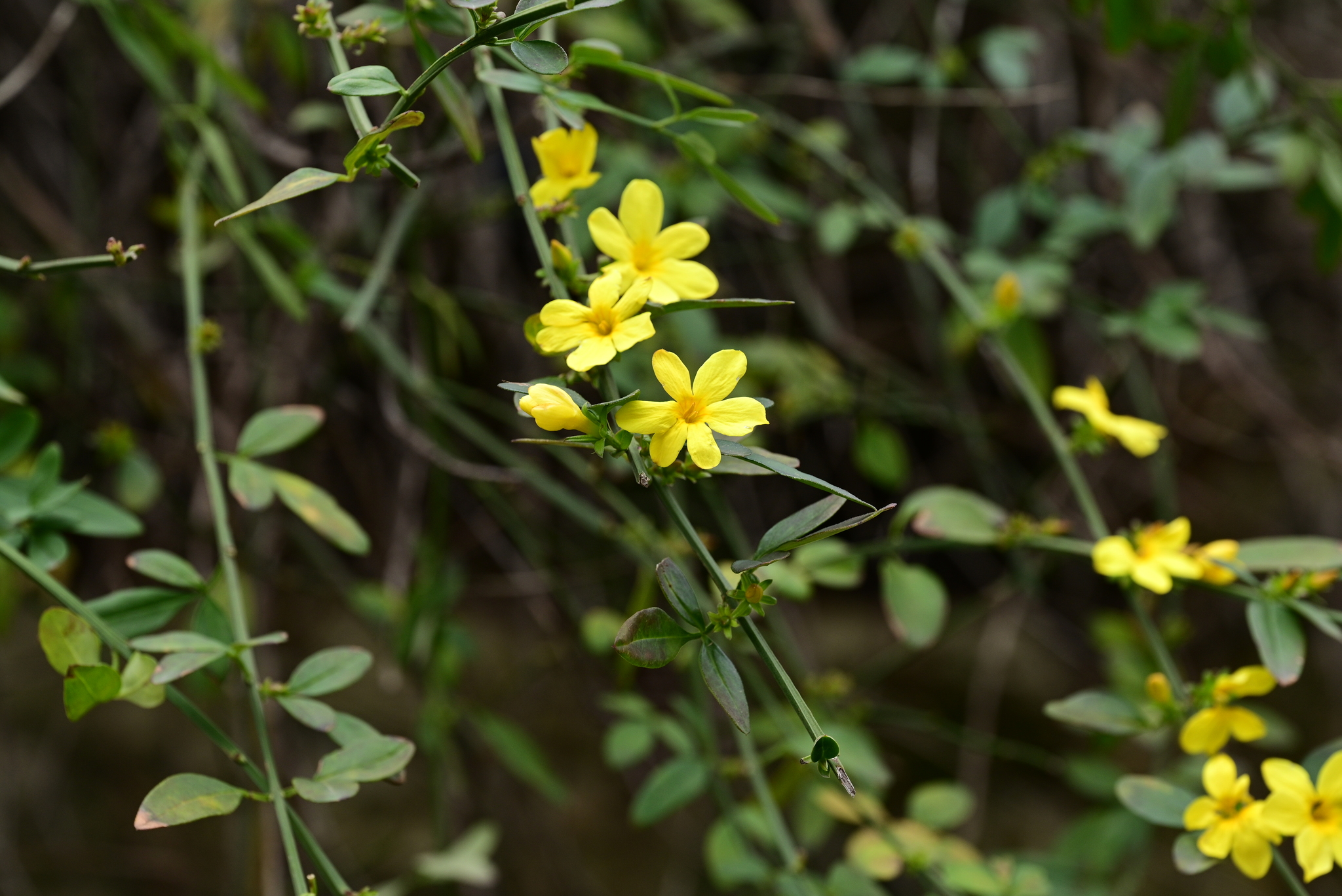 Imagem de Jasmim-amarelo