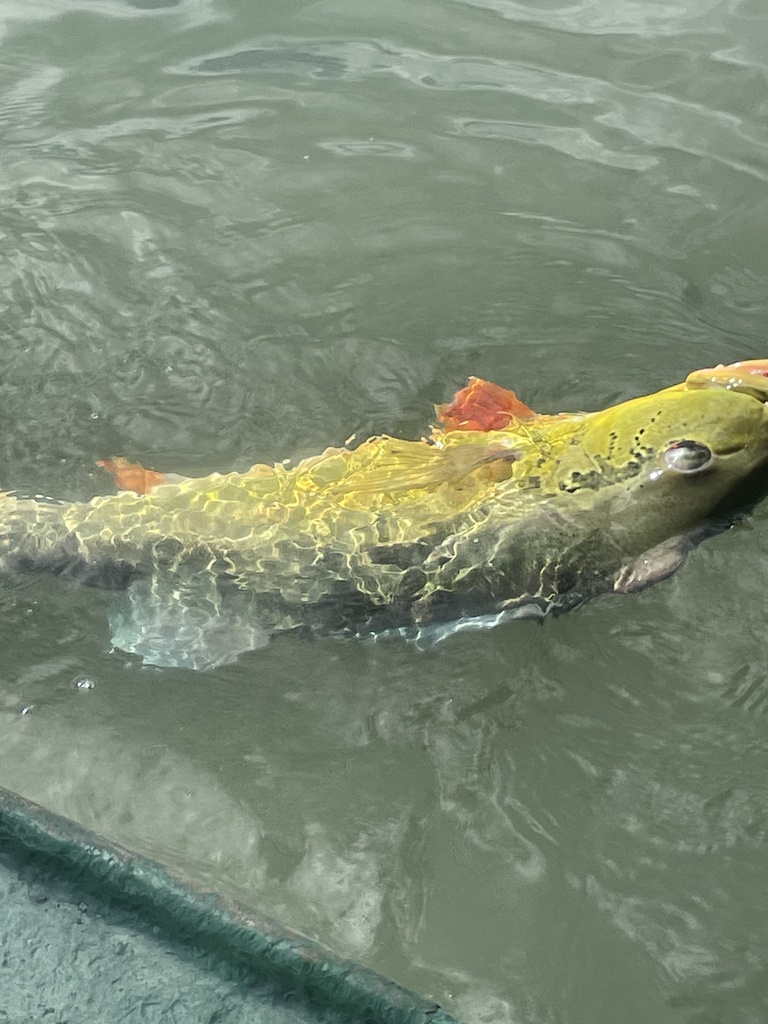Peacock bass (Cichla monoculus) — Cichlidae