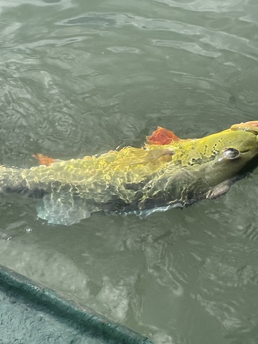 Peacock bass (Cichla monoculus) — Cichlidae