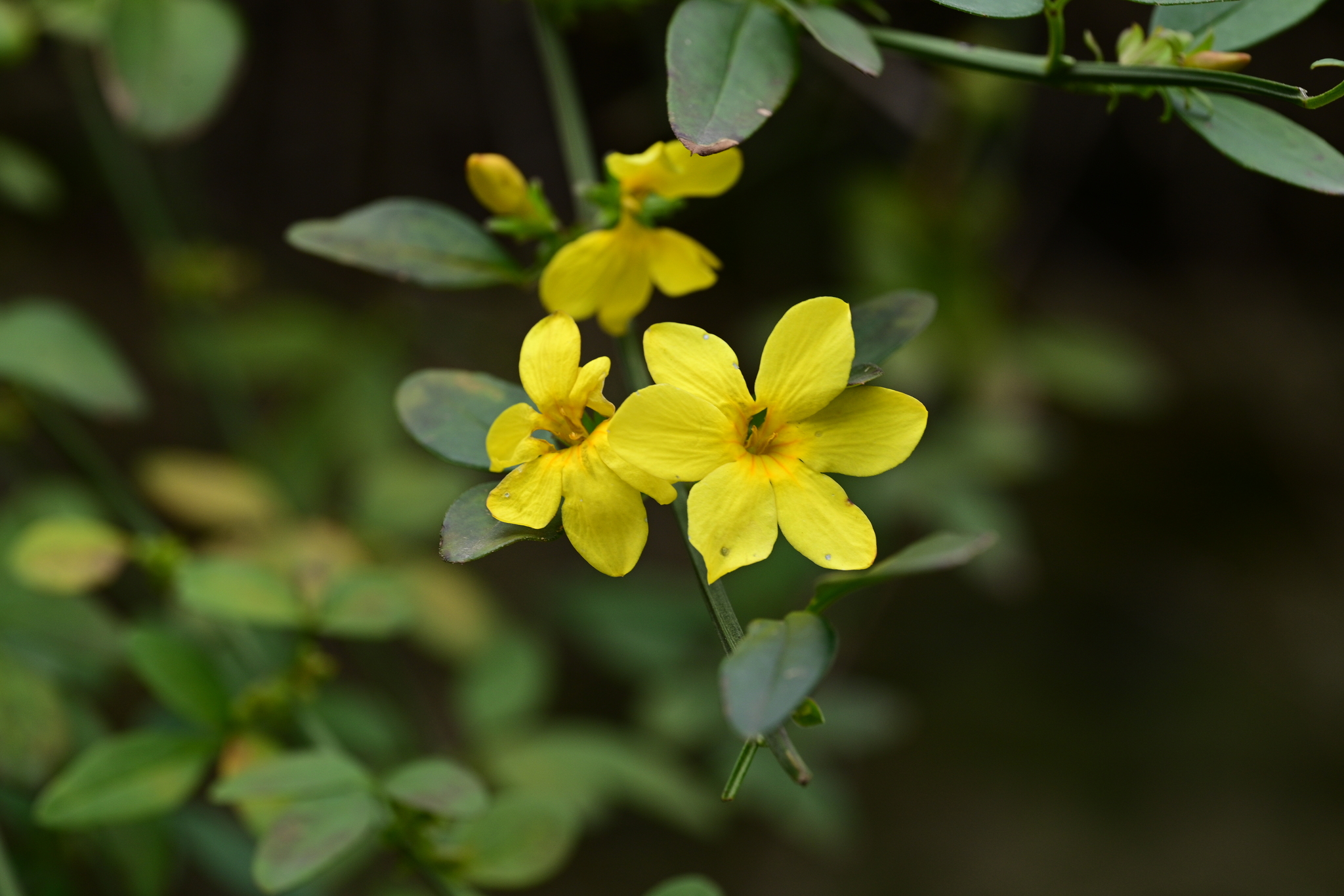 Imagem de Jasmim-amarelo