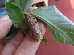 Protogoniomorpha parhassus
