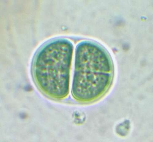 (Chroococcus turgidus)