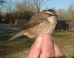 Acrocephalus melanopogon