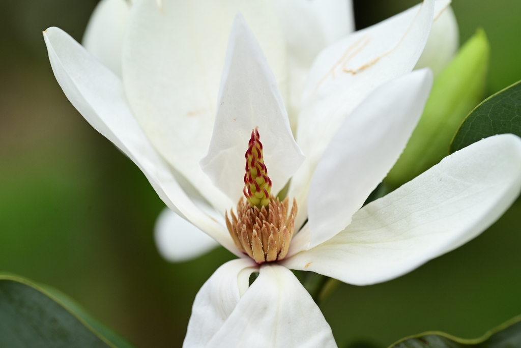 Magnolia maudiae (Magnolia maudiae)