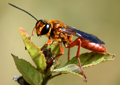Sphex jamaicensis