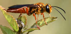 Sphex jamaicensis