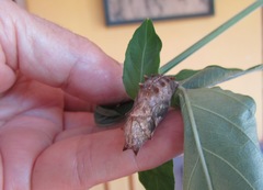 Protogoniomorpha parhassus