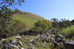 Leucadendron pondoense