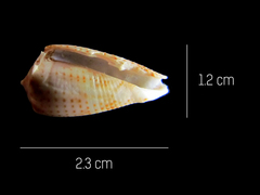 Conasprella perplexa