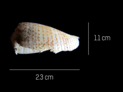 Conasprella perplexa