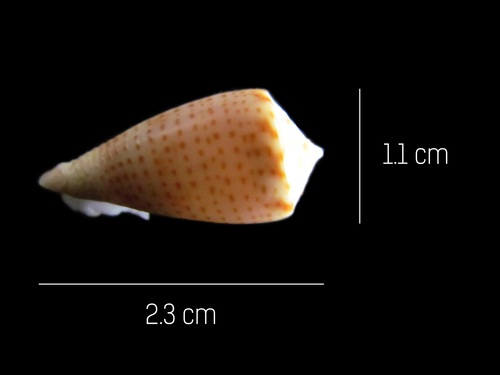 Puzzled Cone