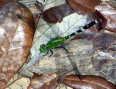 Erythemis simplicicollis