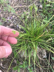 Carex planostachys