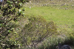 Leucadendron pondoense