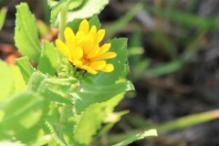 Rayjacksonia phyllocephala