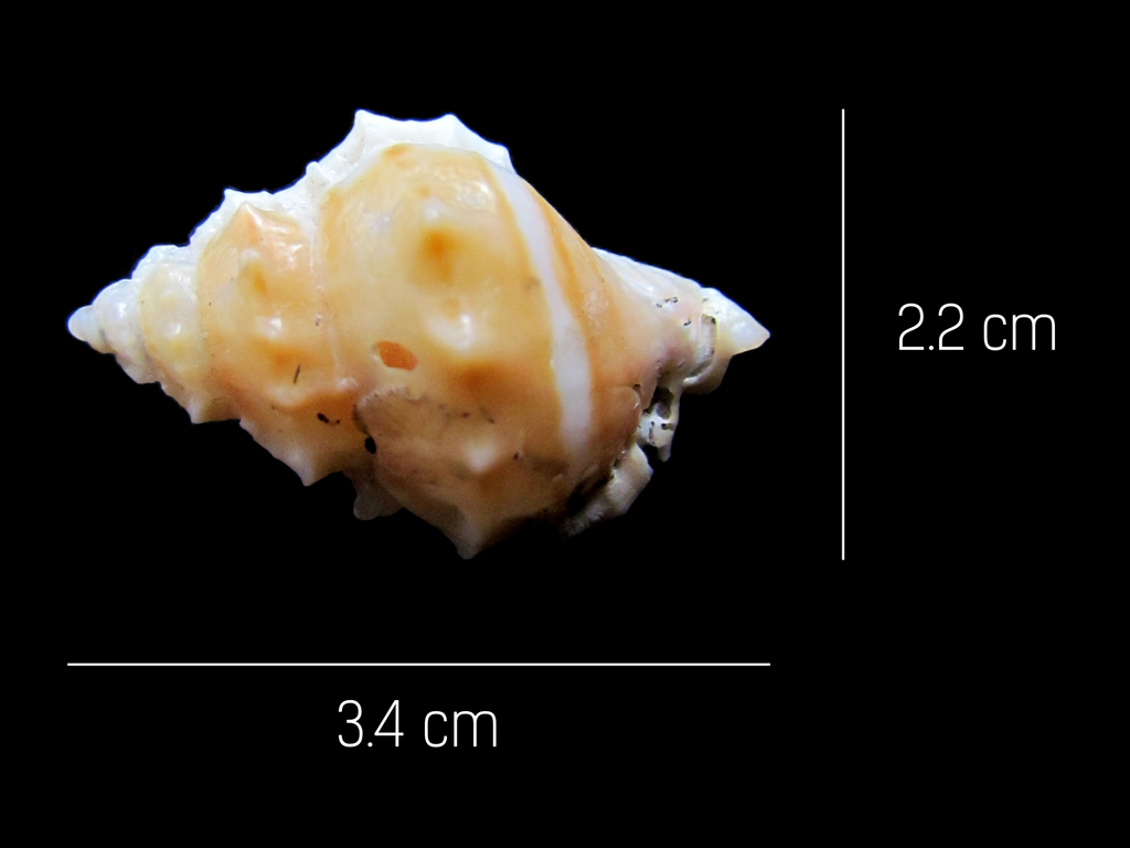 Dwarf frog shell