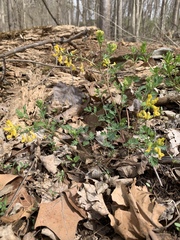 Corydalis flavula