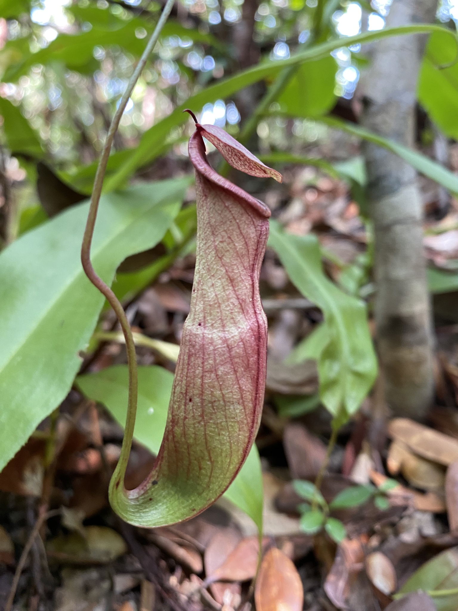 Imagem de Jarro ou planta-jarro