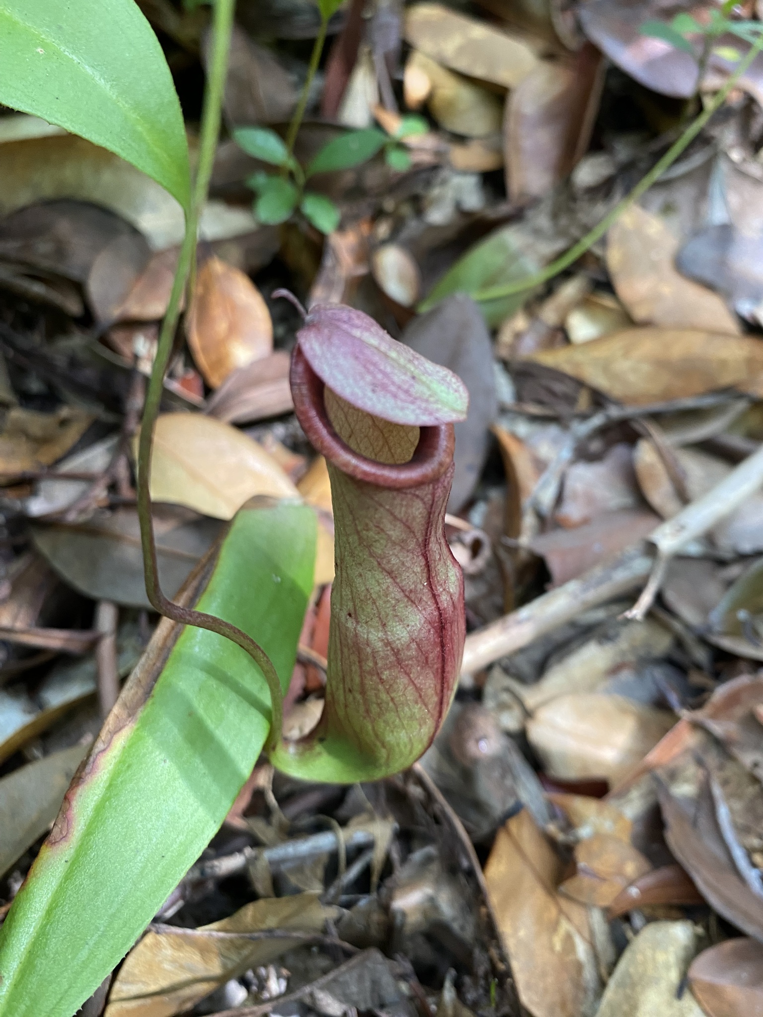 Imagem de Jarro ou planta-jarro